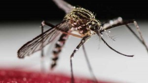 PAC 142 – The Low-key Trajectory of a Major Health Risk The Zika Virus Epidemic Disease