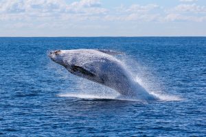 PAC 113 – Biodiversity Threatened by the Market The 65th Meeting of the International Whaling Commission, Portorož, September 11-18, 2014