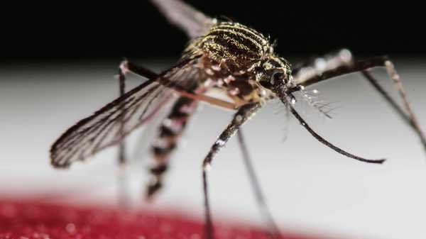 PAC 142 – المسار المتكتم لخطر صحي وباء فيروس زيكا في الأمريكتين ومنطقة البحر الكاريبي