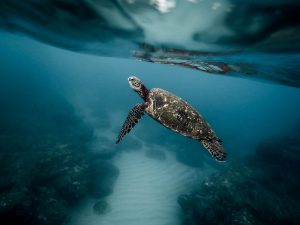 PAC 160 – La pollution mortifère des océans par les microplastiques Le rapport de l’UICN, 22 fév. 2017